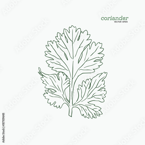Coriander vector hand drawn illustration set.
