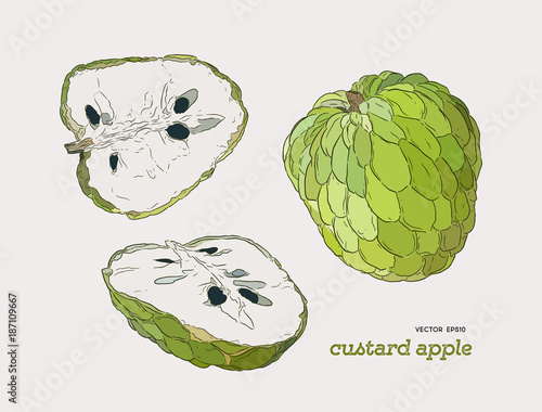 Sugar-apple hand drawn illustration vector set.