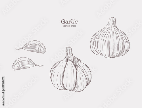 Garlic hand drawn vector illustration set.