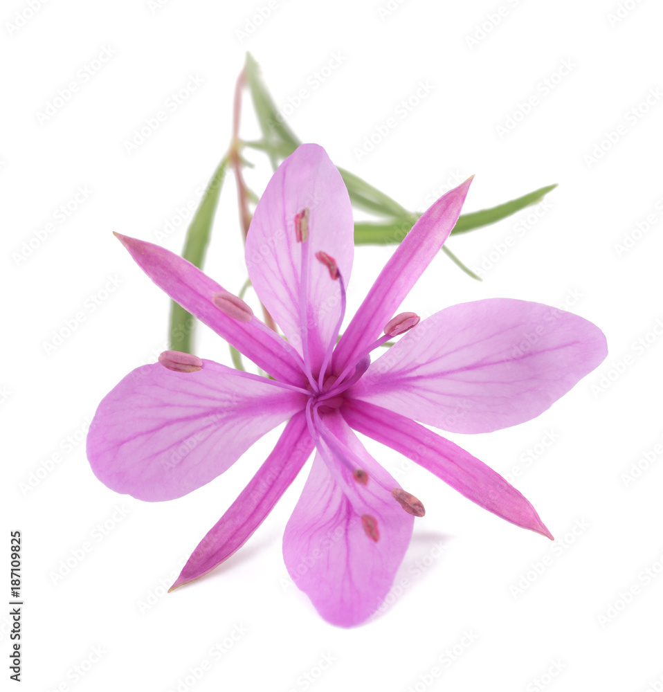 Pink Alpine willowherb flower Pink Alpine willowherb flower