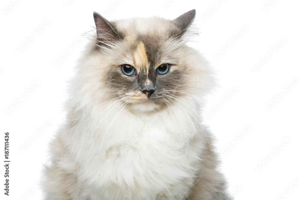 beautiful birma cat isolated on white
