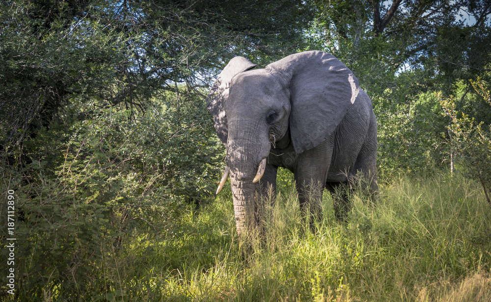 Fototapeta premium wild elephant animal in kruger national parc