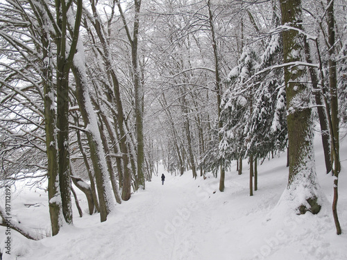 Journey in the winter forest (Czech Republic)