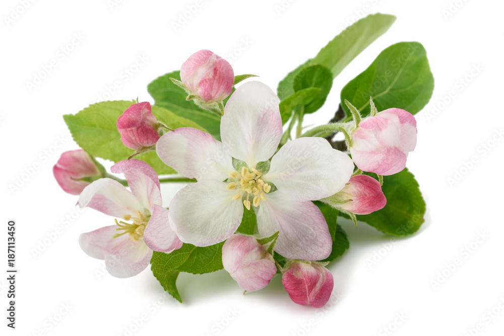 Apple Flowers with buds Apple Flowers with buds