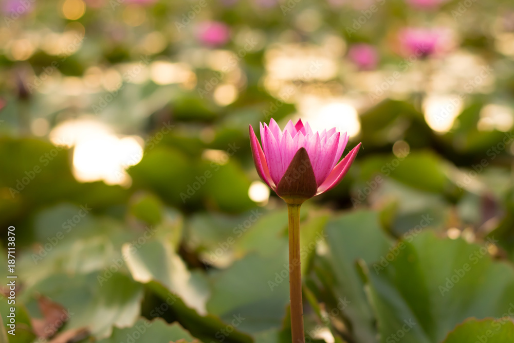lotus flower natuer