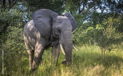 wild elephant animal in kruger national parc