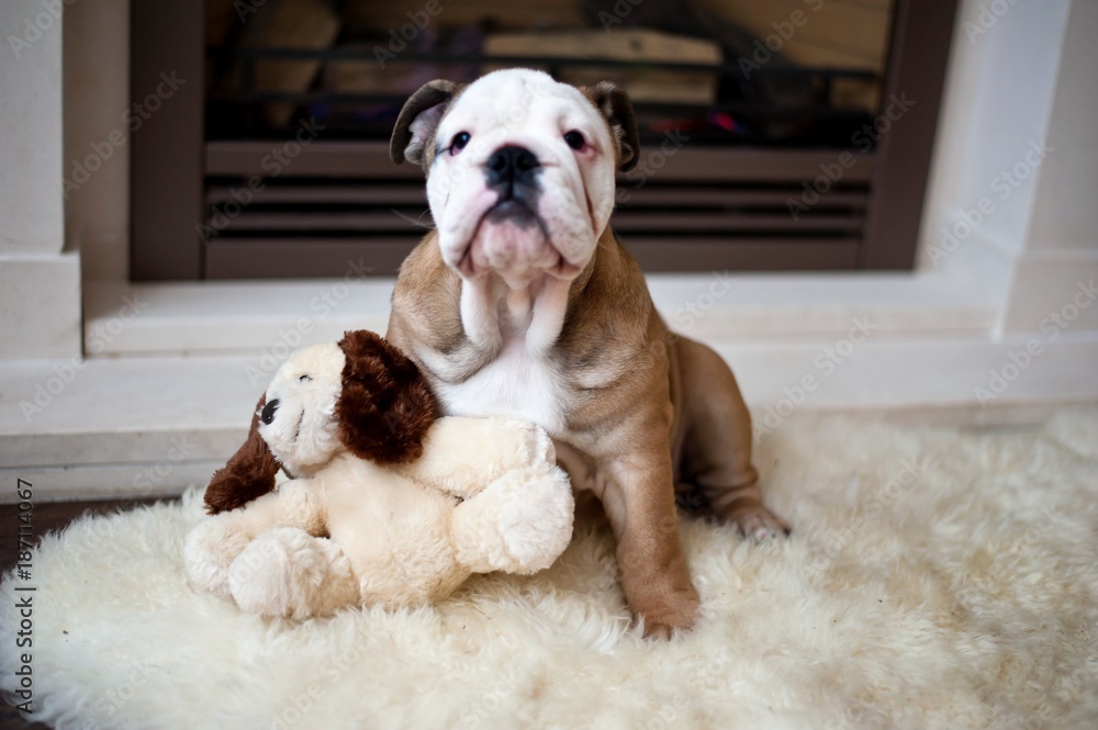3 month deals old english bulldog
