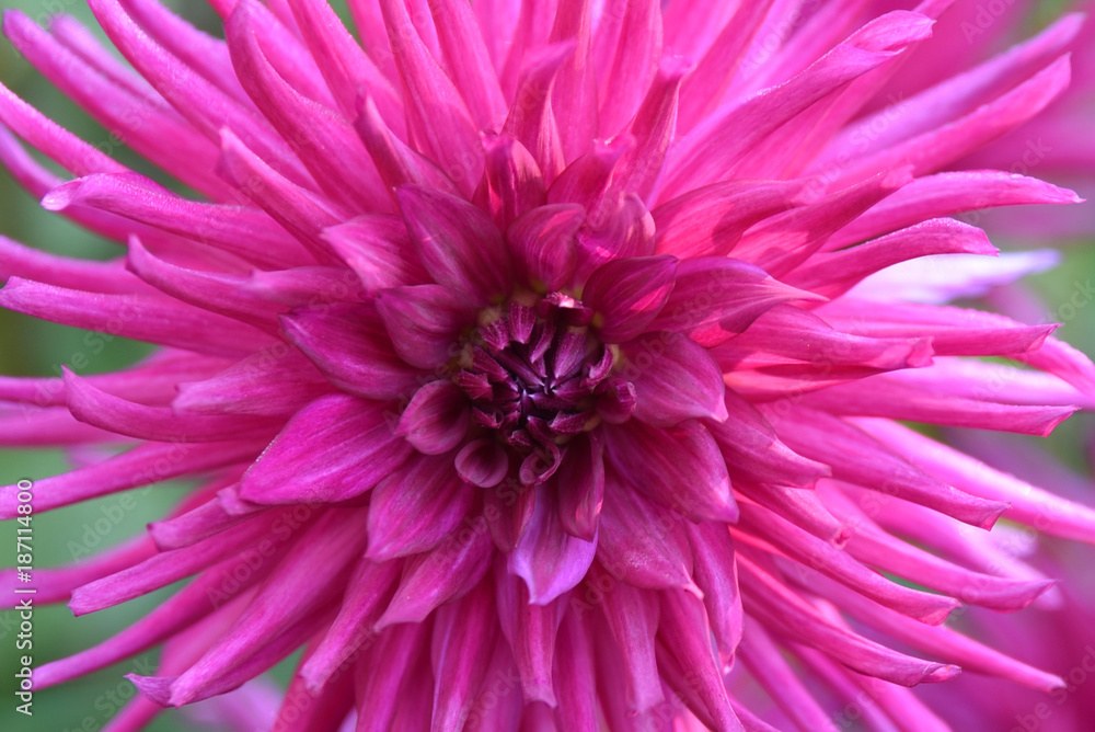 Dahlia rose en été au jardin Dahlia rose en été au jardin