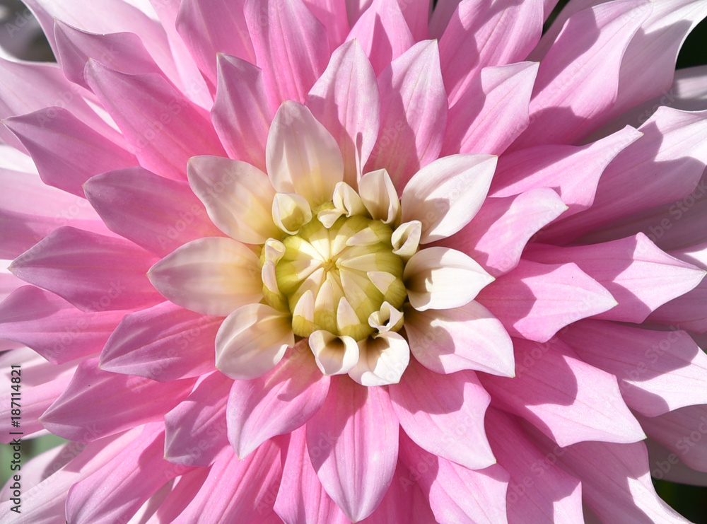 Fototapeta premium Dahlia rose en été au jardin