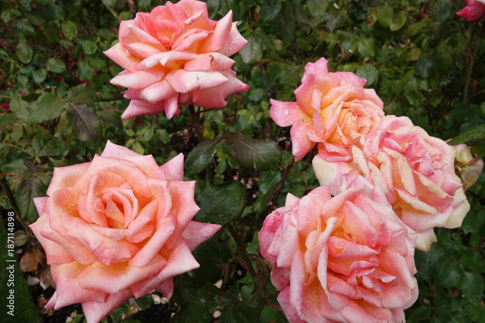 ピンク色のばらの花 ピンク色のばらの花