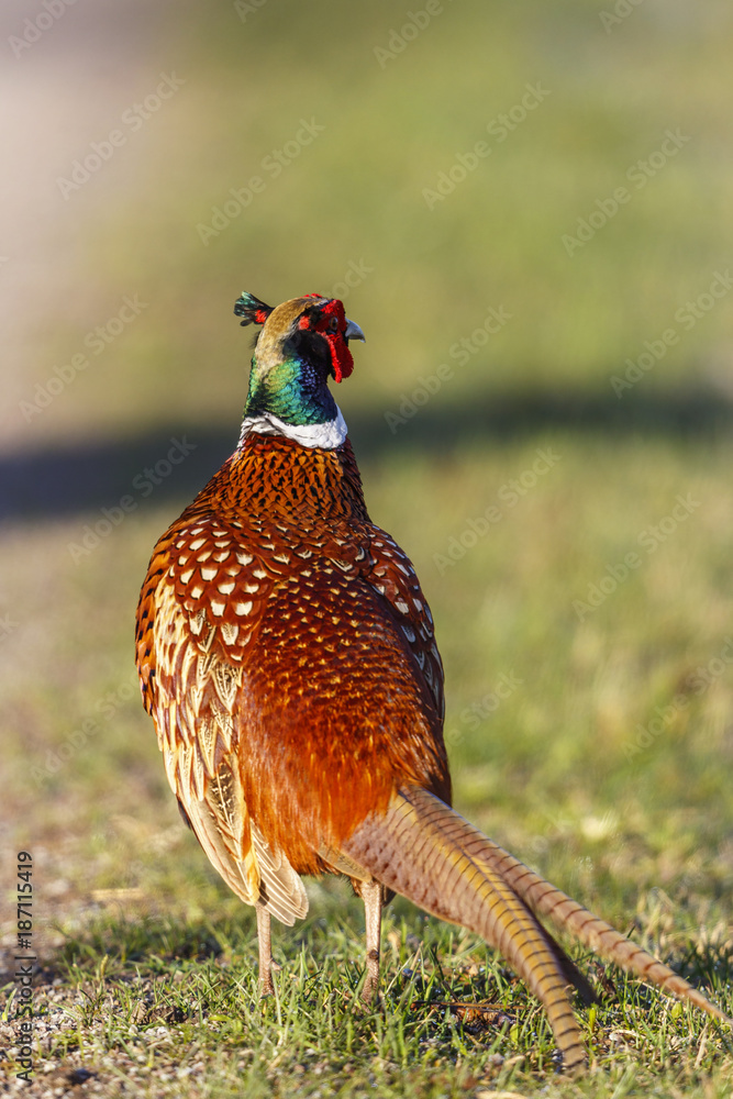 Fototapeta premium Phasan bird from behind