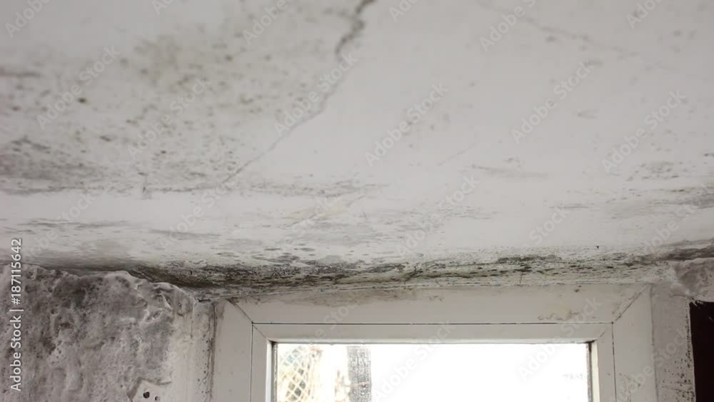 Mold in house on walls, ceiling, windows. Mold in the basement