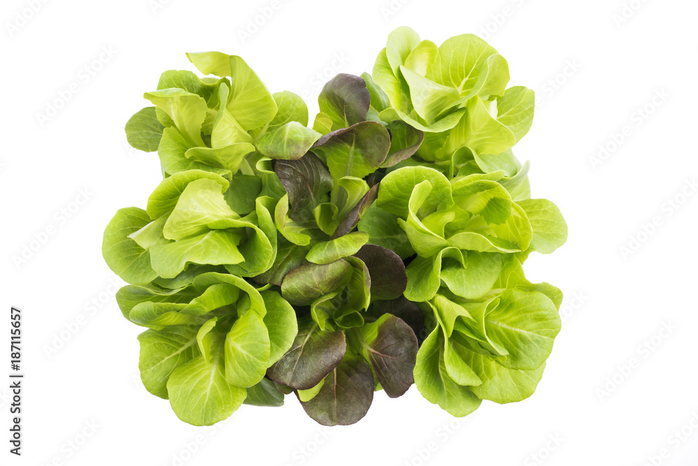 Fresh Salad bush Fresh Salad bush