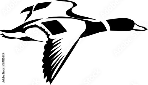 Widgeon