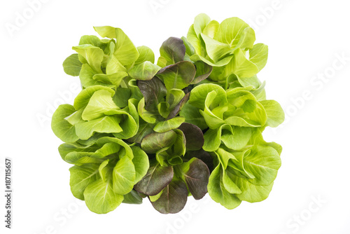 Quadro su tela Fresh Salad bush