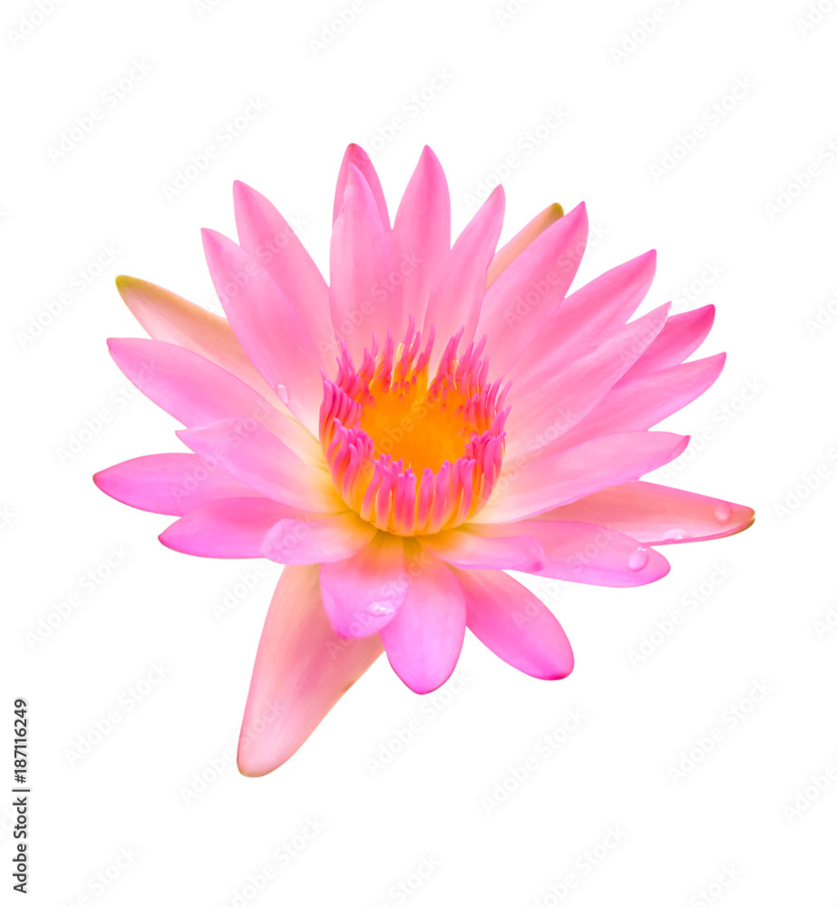 Flower purple lotus isolated on white background with clipping path. Flower purple lotus isolated on white background with clipping path.