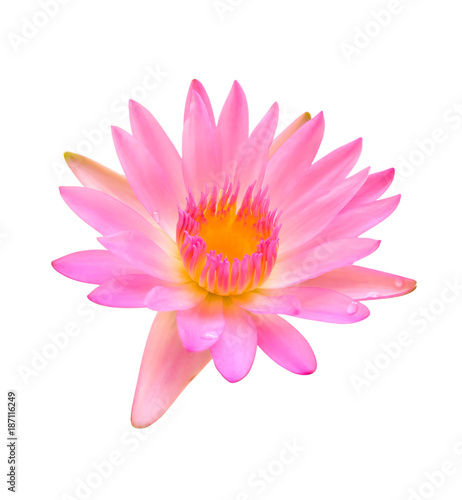 Flower purple lotus isolated on white background with clipping path.