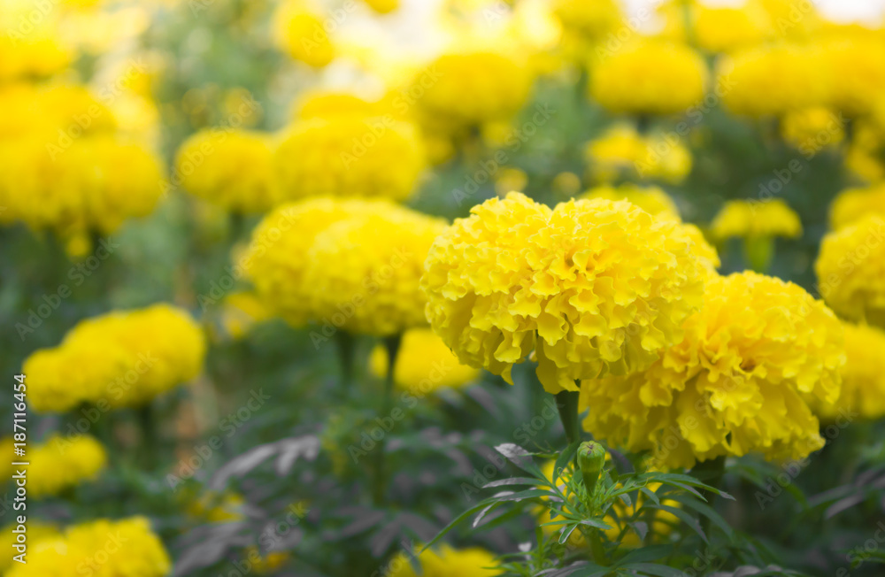 beautiful marigold flowers in the garden.