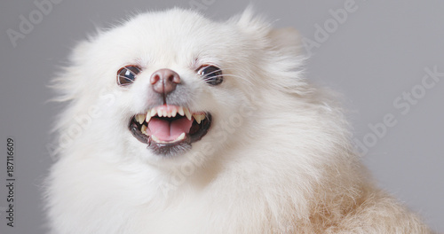 White Pomeranian dog get angry