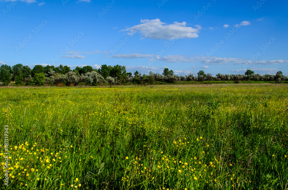 Wide green meadow