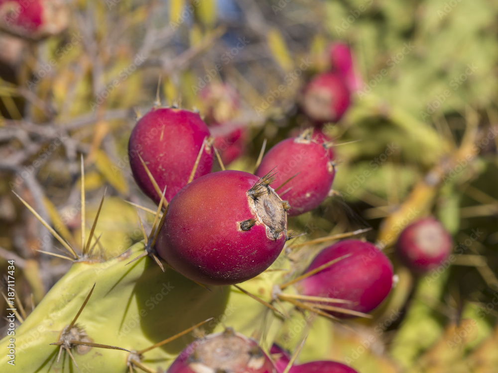 close up ripen red Indian fig opuntia tropic cactus fruit on plant prickly pear on green background close up ripen red Indian fig opuntia tropic cactus fruit on plant prickly pear on green background