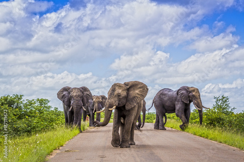 African bush elephant in Kruger National park  South Africa