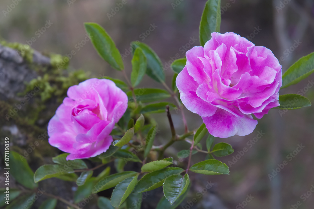 rose in the gardenPink rose in the garden rose in the gardenPink rose in the garden