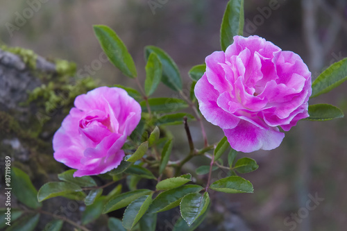 Wallpaper Mural rose in the gardenPink rose in the garden Torontodigital.ca