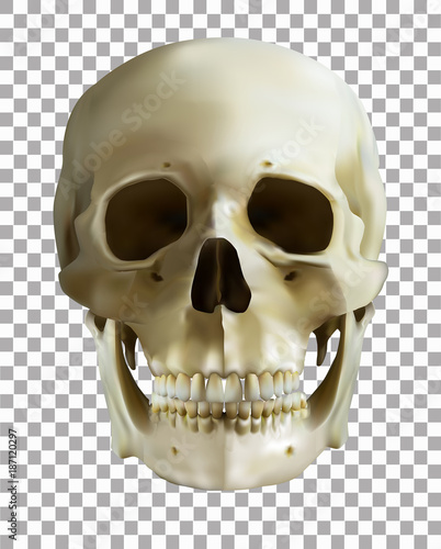 human skull on transparent background. realistic vector. vector