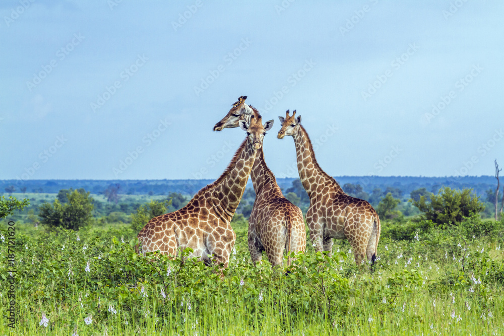 Fototapeta premium Giraffe in Kruger National park, South Africa