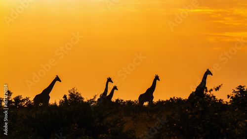 Giraffe in Kruger National park  South Africa