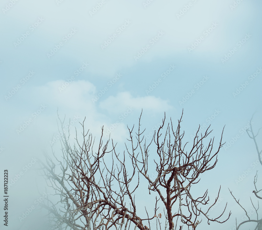 abstract and surreal autumnal dreamy image of bare branches at the forest, against sky. abstract and surreal autumnal dreamy image of bare branches at the forest, against sky.