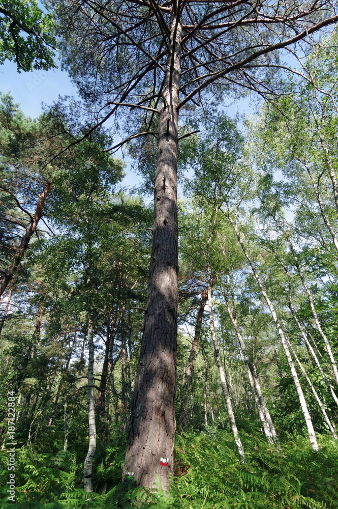 Fototapeta premium chemin de grande randonnée en forêt de Fontainebleau