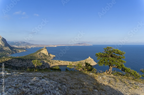 Seascape with relict treelike juniper. Crimea.