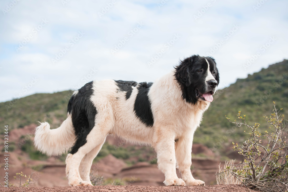 landseer dog pure breed