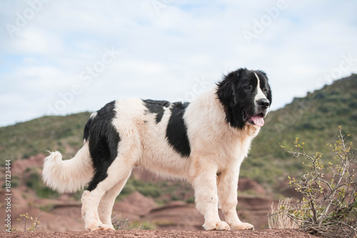 landseer dog pure breed