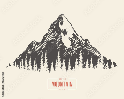 Hand drawn mountain landscape pine forest vector