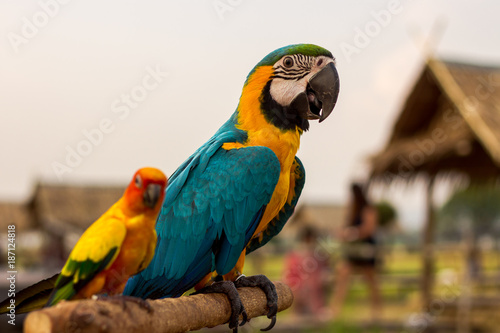 alone  animal  background  beautiful  bird  blue  bright  Calm  close  closeup  color  colorful  cute  feather  field  flowers  green  hill  holiday  hut  isolated  kanchanaburi  lonely  look  looking