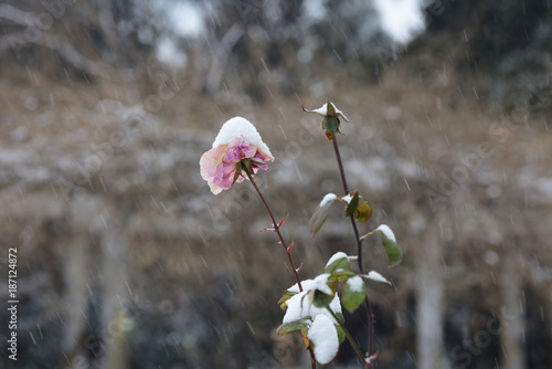 Pink  flower in snowing in winter garden. photo