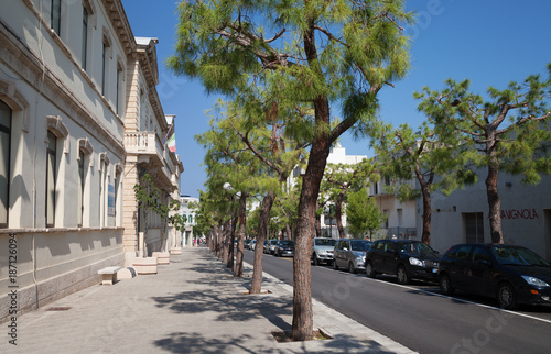 Street with pine trees.