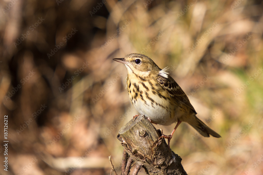 Hübscher Baumpieper auf seiner Sitzanwarte im Wald. Bei schönem Sonnenlicht Hübscher Baumpieper auf seiner Sitzanwarte im Wald. Bei schönem Sonnenlicht