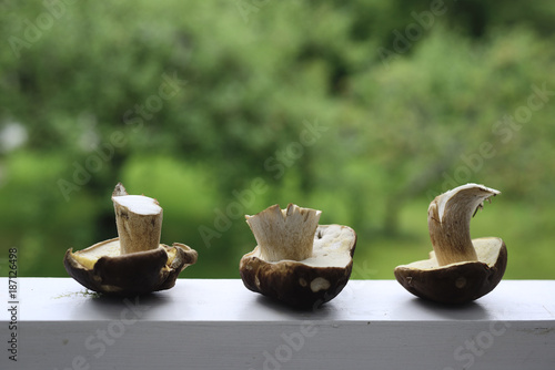 three mushrooms on a green background photo