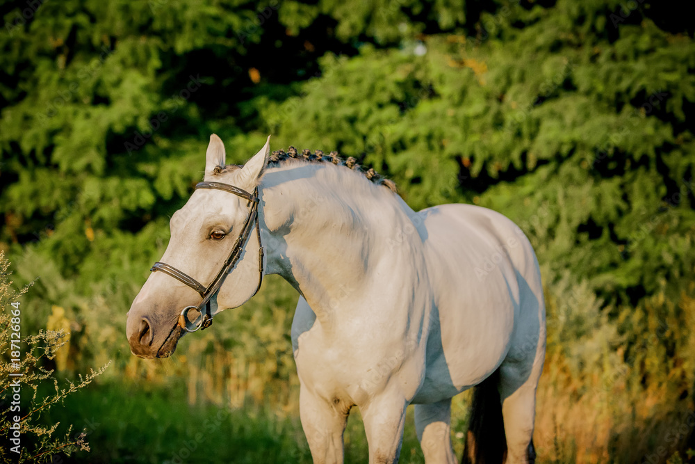 Fototapeta premium Beautiful white stallion posing at sunset