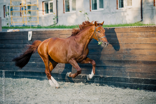 Photos A beautiful stallion is running around free