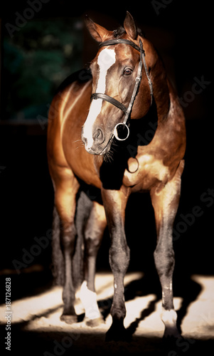 Beautiful stallion posing on a black background