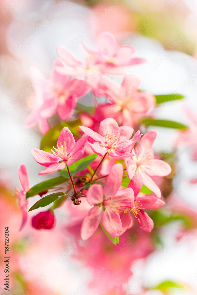 Spring blossom of beautiful pink cherry flower Spring blossom of beautiful pink cherry flower