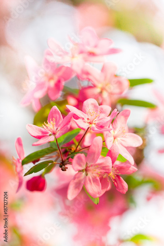 Spring blossom of beautiful pink cherry flower