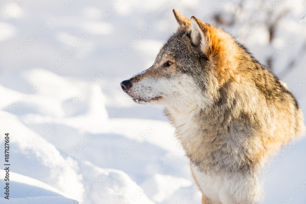 Fototapeta premium Close-up portrait of wolf in beautiful winter landscape