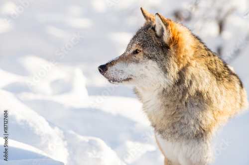 Close-up portrait of wolf in beautiful winter landscape