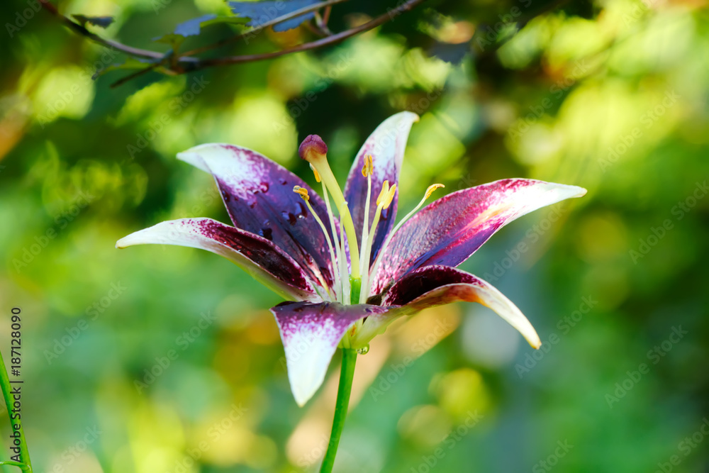 The flower of a decorative lily growing in a summer garden.